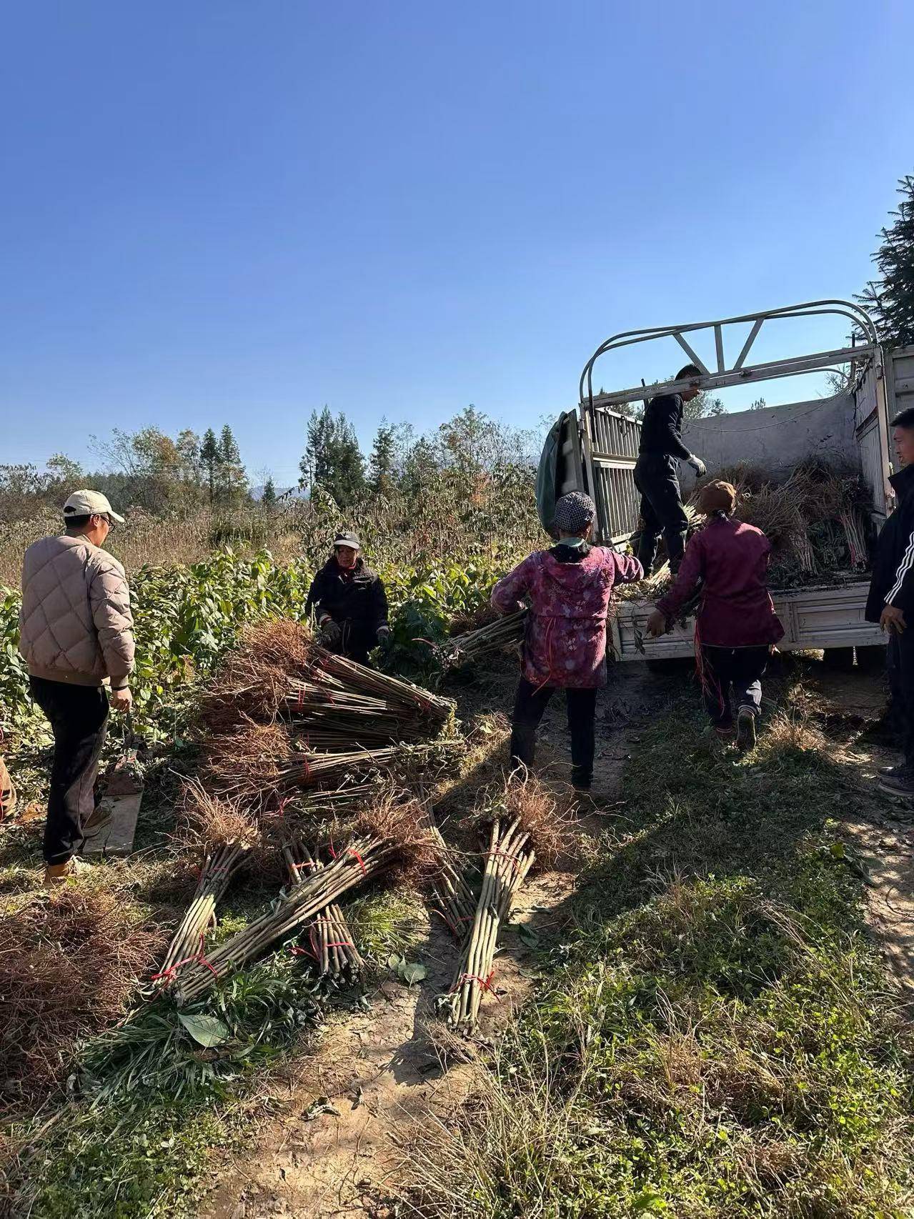五倍子树苗采购优选湖北芝兰农业多品类苗种供应专业培育技术助力